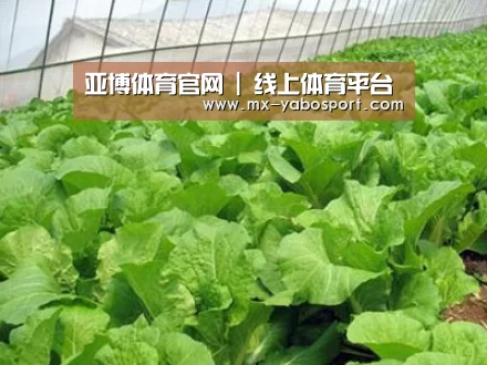 种植基地一