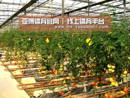 种植基地二(图1)