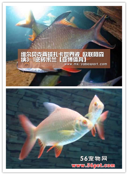 维尔贝克两球扎卡世界波 欧联阿森纳3-1逆转米兰【亚博体育】(图3) 亚博官网